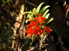 Fernandezia sanguinea