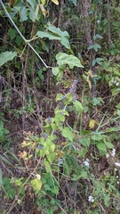 Salvia polystachia