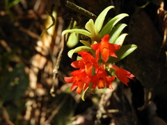 Fernandezia sanguinea