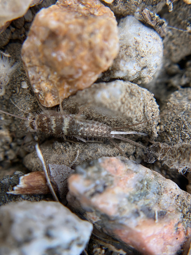 iNaturalist observation photo of Leucolepisma arenarium