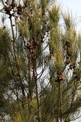 Allocasuarina fraseriana