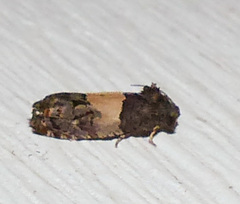 Epiblema tripartitana