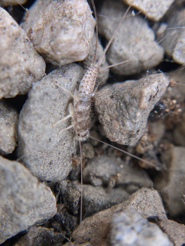 iNaturalist observation photo of Leucolepisma arenarium