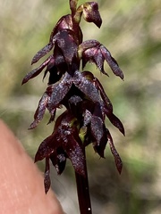Genoplesium woollsii