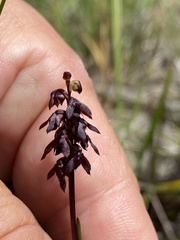 Genoplesium woollsii