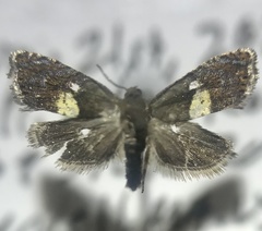 Dichrorampha bittana