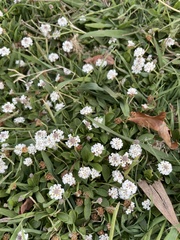 Phyla nodiflora minor