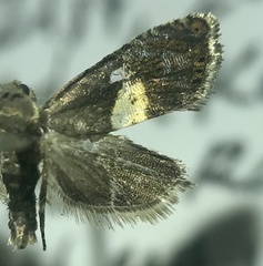 Dichrorampha bittana