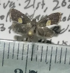 Dichrorampha bittana