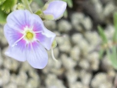 Veronica hookeriana