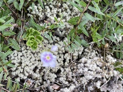 Veronica hookeriana