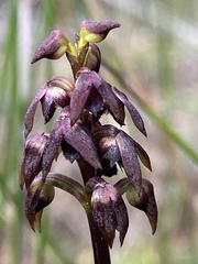 Genoplesium woollsii