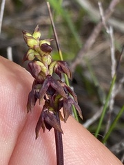 Genoplesium woollsii