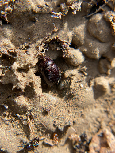iNaturalist observation photo of Carrot Beetle