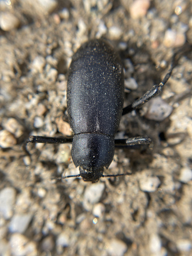 iNaturalist observation photo of Eleodes subcylindrica
