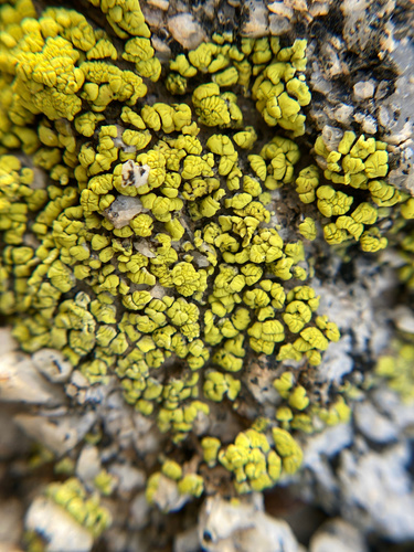 iNaturalist observation photo of cobblestone lichens
