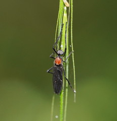 Plecia dimidiata