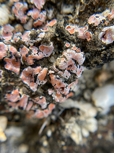 iNaturalist observation photo of Blushing Scale