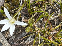 Lobelia angulata