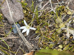 Lobelia angulata