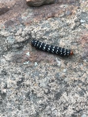 Xanthopastis moctezuma