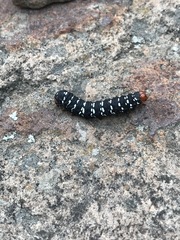 Xanthopastis moctezuma
