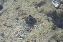 Gastropoda