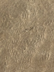 Yongeichthys nebulosus