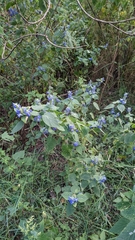 Salvia polystachia