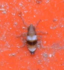 Tumidagena propinqua