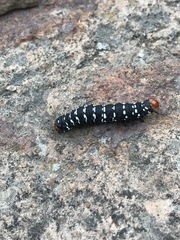 Xanthopastis moctezuma
