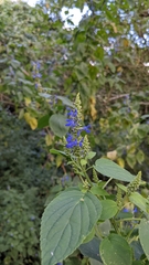Salvia polystachia