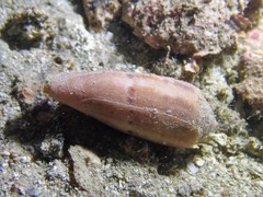 Conus viola