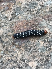 Xanthopastis moctezuma