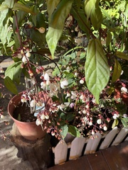 Clerodendrum schmidtii