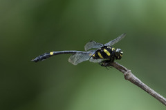 Gomphidictinus perakensis