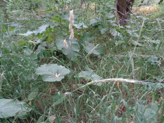 Dactylis glomerata glomerata