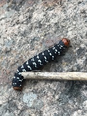 Xanthopastis moctezuma