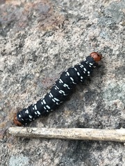 Xanthopastis moctezuma