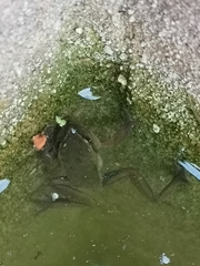 Dendropsophus luddeckei