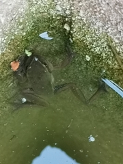 Dendropsophus luddeckei