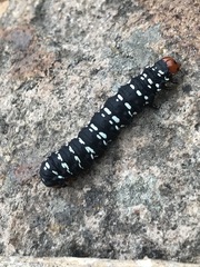 Xanthopastis moctezuma