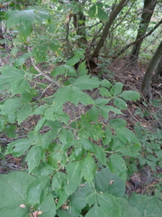 Acer negundo interius