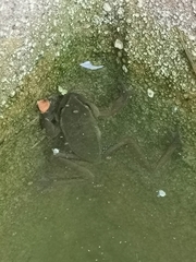 Dendropsophus luddeckei