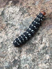 Xanthopastis moctezuma