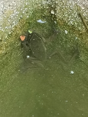 Dendropsophus luddeckei