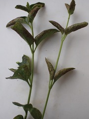Puccinia vincae