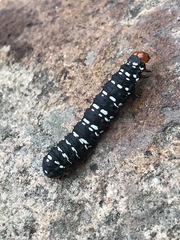 Xanthopastis moctezuma
