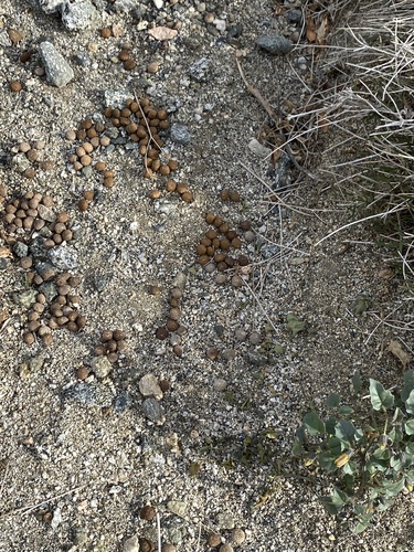 iNaturalist observation photo of Black-tailed Jackrabbit