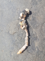 Diopatra dentata
